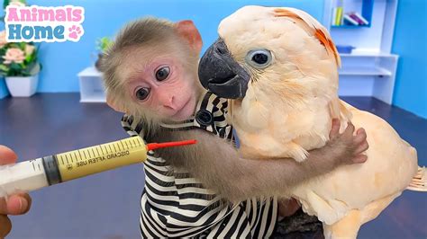 The disturbing video, posted on February 22, showed a baby macaque. . How big is bibi the monkey